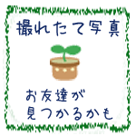 �R�����̎ʐ^��/�_�������X�^�W�I�i���ցj11